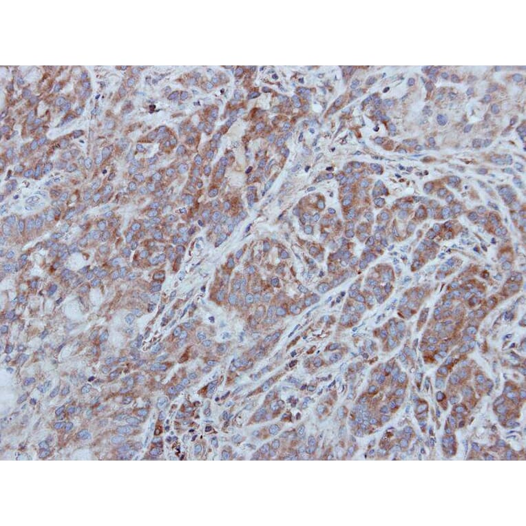 Immunohistochemistry - UNC13 (C. elegans)-like antibody from Signalway Antibody (23107) - Antibodies.com