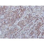 Immunohistochemistry - UNC13 (C. elegans)-like antibody from Signalway Antibody (23107) - Antibodies.com