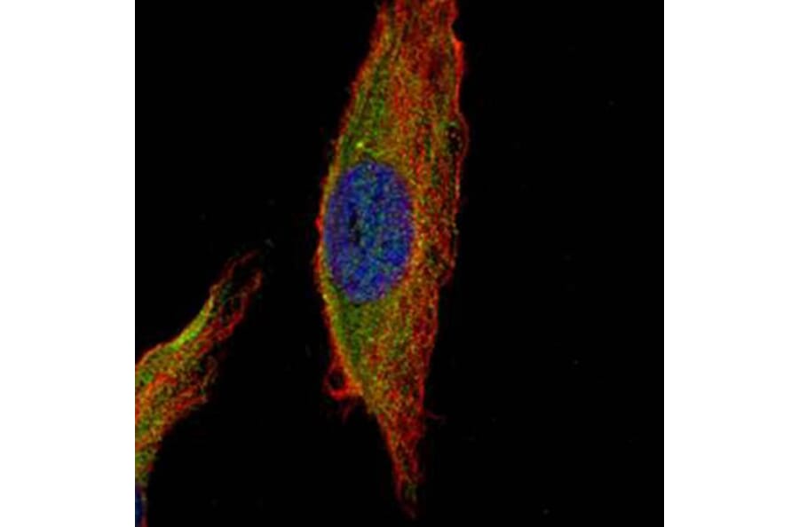 UNC13 (C. elegans)-like antibody from Signalway Antibody (23107) - Antibodies.com