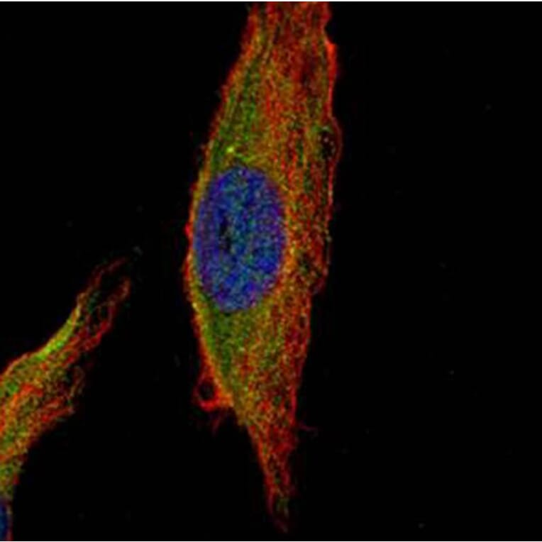 UNC13 (C. elegans)-like antibody from Signalway Antibody (23107) - Antibodies.com