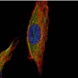 UNC13 (C. elegans)-like antibody from Signalway Antibody (23107) - Antibodies.com