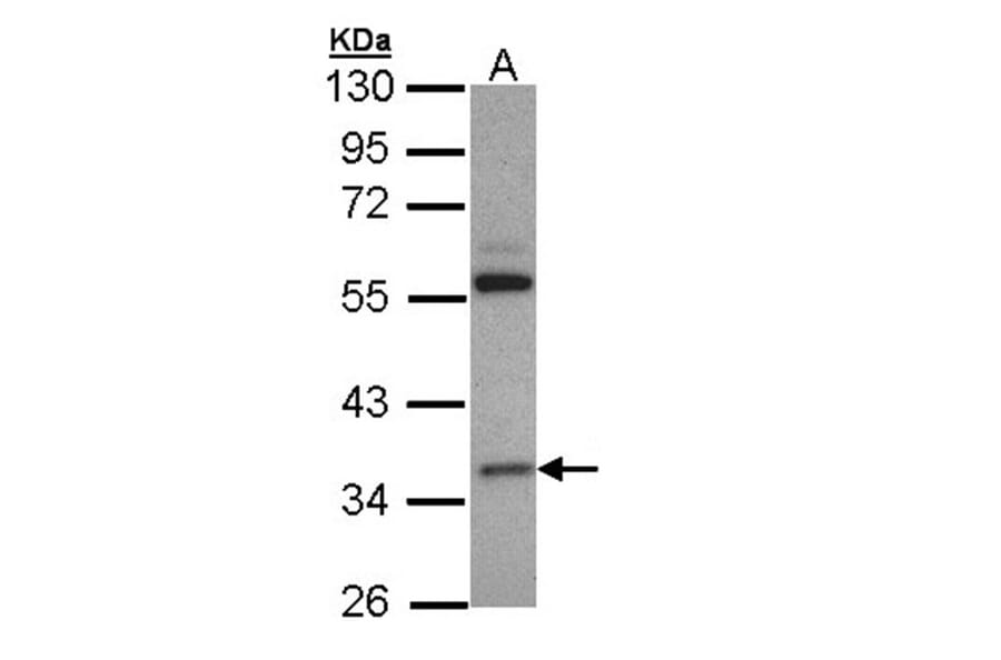 HL antibody from Signalway Antibody (22794) - Antibodies.com