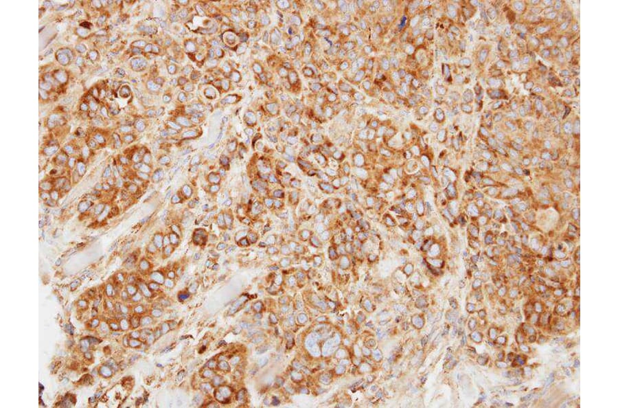 Immunohistochemistry - HL antibody from Signalway Antibody (22794) - Antibodies.com