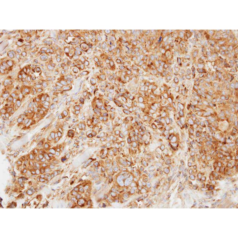 Immunohistochemistry - HL antibody from Signalway Antibody (22794) - Antibodies.com