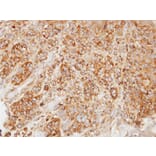 Immunohistochemistry - HL antibody from Signalway Antibody (22794) - Antibodies.com