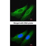 Immunofluorescence - HL antibody from Signalway Antibody (22794) - Antibodies.com