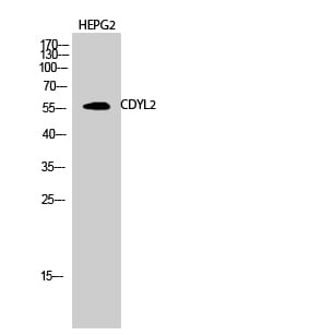 Western Blot analysis of HEPG2 cells using CDYL2 Polyclonal Antibody