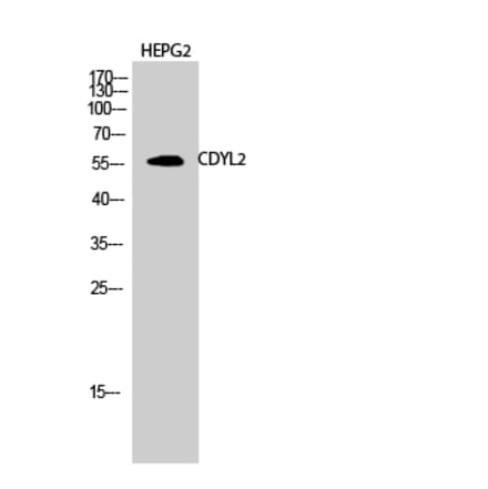 Western blot - CDYL2 Polyclonal Antibody from Signalway Antibody (40726) - Antibodies.com