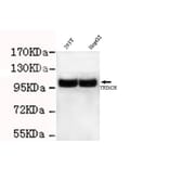 TRIM28 Monoclonal Antibody from Signalway Antibody (27026) - Antibodies.com