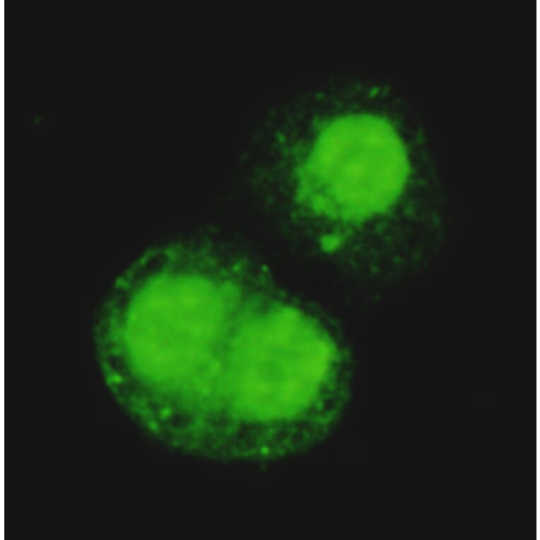 TRIM28 Monoclonal Antibody from Signalway Antibody (27026) - Antibodies.com