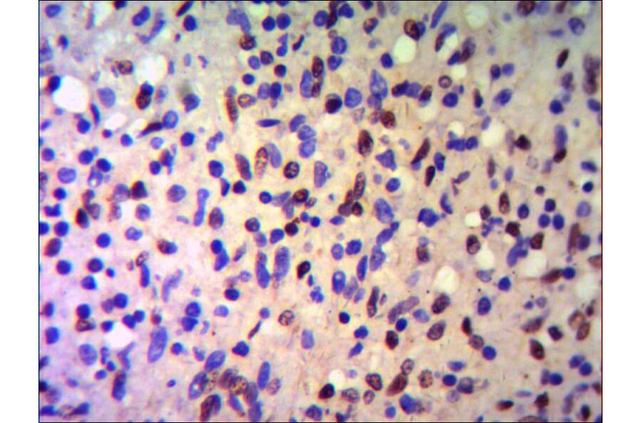 TRIM28 Monoclonal Antibody from Signalway Antibody (27026) - Antibodies.com