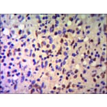 TRIM28 Monoclonal Antibody from Signalway Antibody (27026) - Antibodies.com