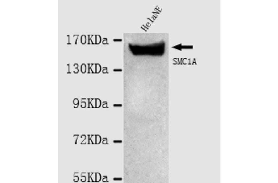 SMC1A (N-term) Monoclonal Antibody from Signalway Antibody (27022) - Antibodies.com