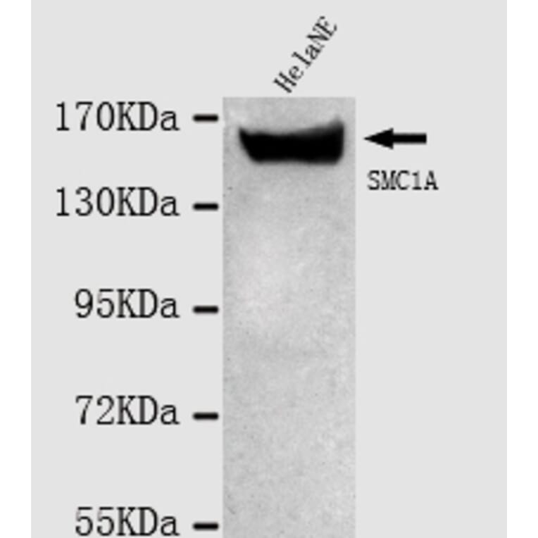 SMC1A (N-term) Monoclonal Antibody from Signalway Antibody (27022) - Antibodies.com