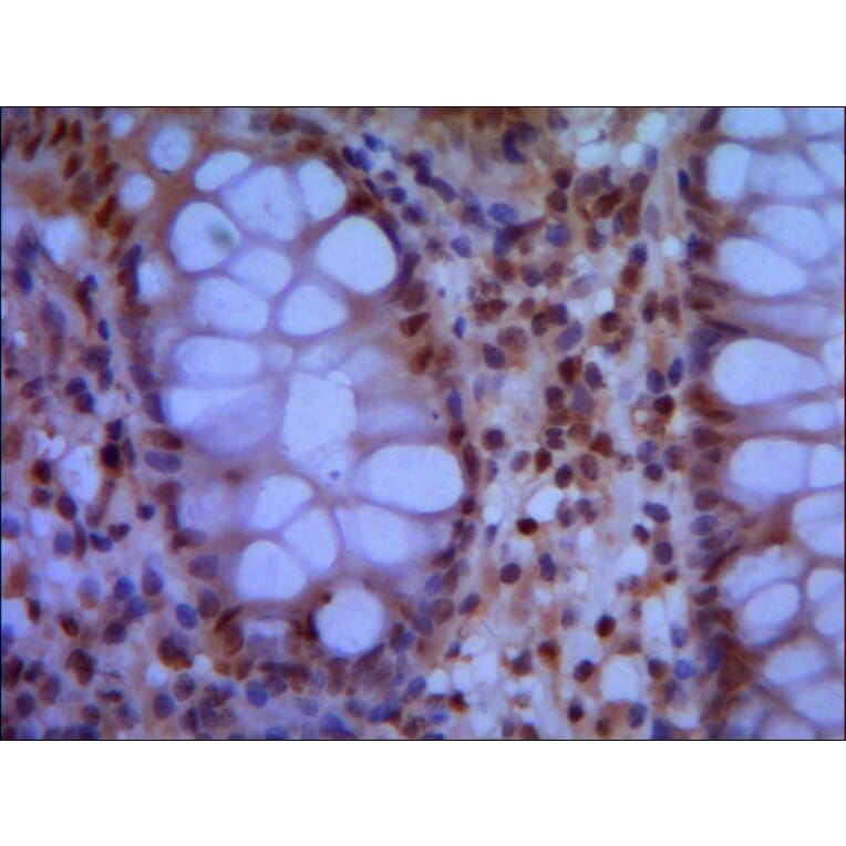 SMC1A (N-term) Monoclonal Antibody from Signalway Antibody (27022) - Antibodies.com
