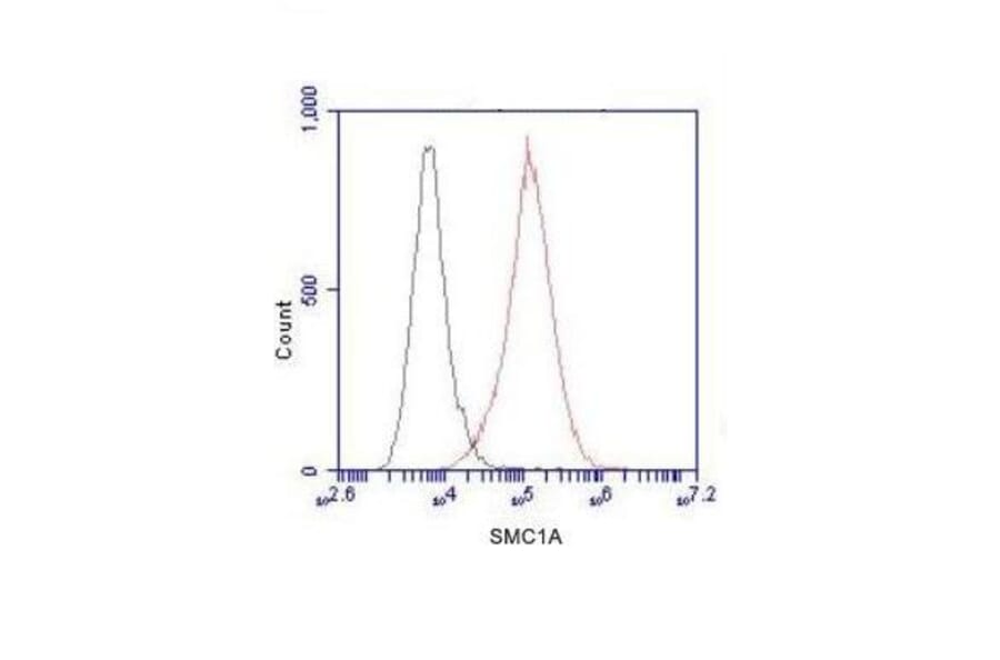 SMC1A (N-term) Monoclonal Antibody from Signalway Antibody (27022) - Antibodies.com