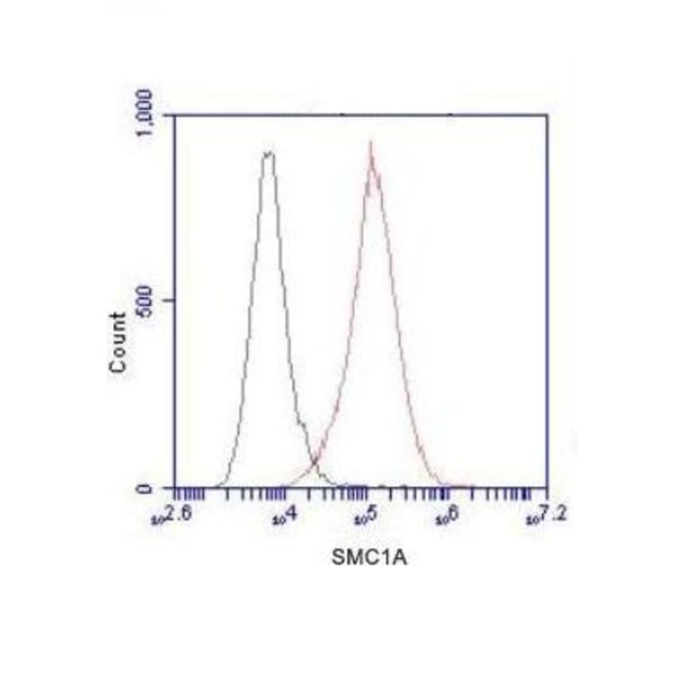 SMC1A (N-term) Monoclonal Antibody from Signalway Antibody (27022) - Antibodies.com