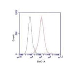 SMC1A (N-term) Monoclonal Antibody from Signalway Antibody (27022) - Antibodies.com