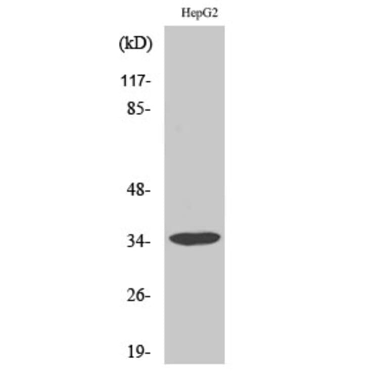 Western blot - Annexin III Polyclonal Antibody from Signalway Antibody (40593) - Antibodies.com