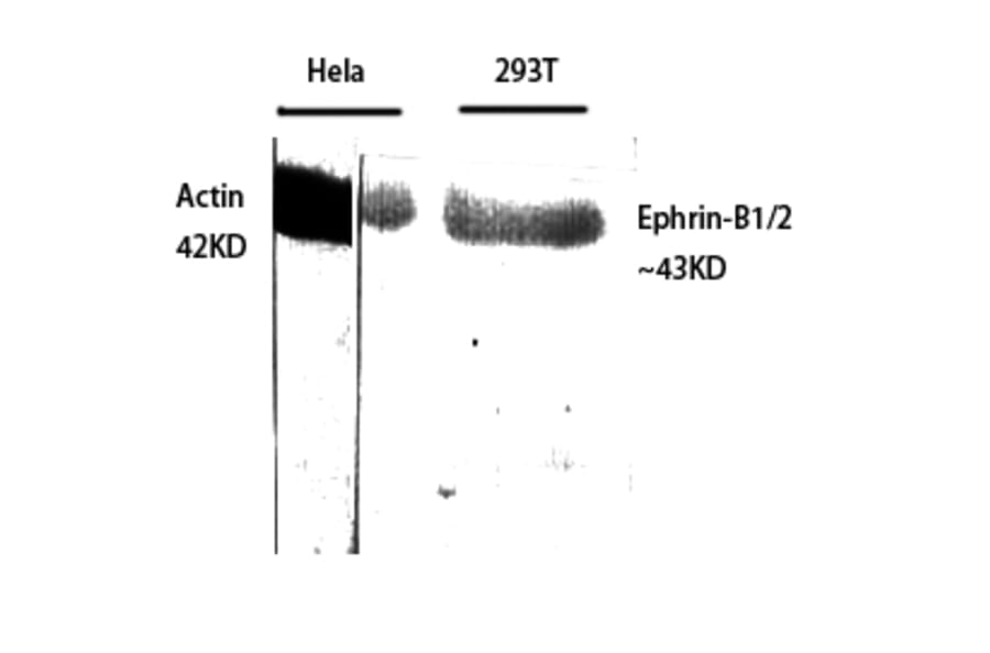 Western blot - Ephrin-B1/2 Polyclonal Antibody from Signalway Antibody (40894) - Antibodies.com