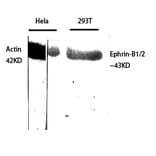 Western blot - Ephrin-B1/2 Polyclonal Antibody from Signalway Antibody (40894) - Antibodies.com