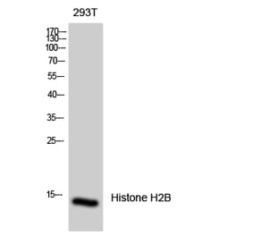 Western blot - Histone H2B Polyclonal Antibody from Signalway Antibody (41015) - Antibodies.com