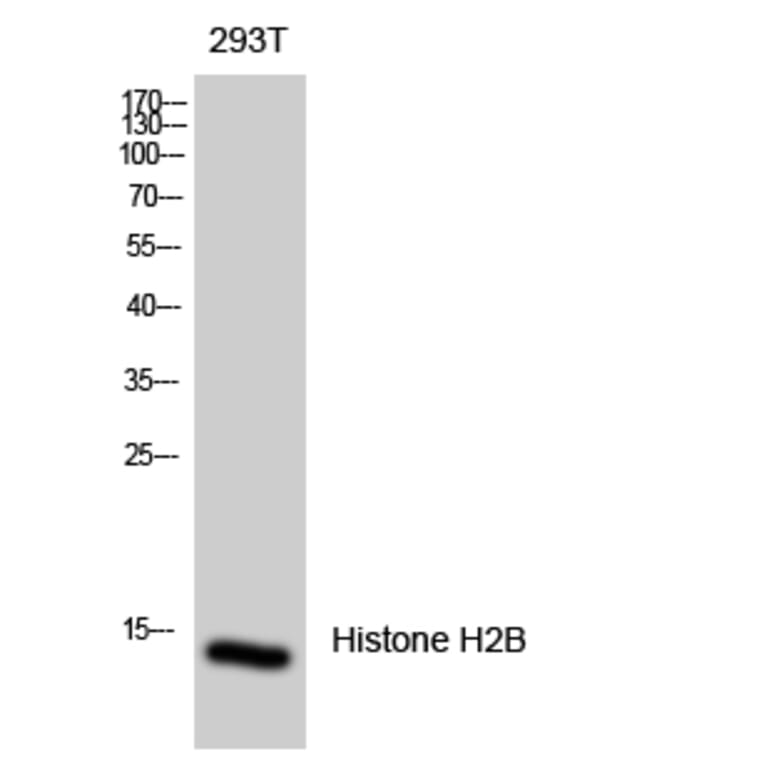 Western blot - Histone H2B Polyclonal Antibody from Signalway Antibody (41015) - Antibodies.com