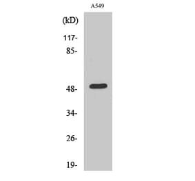 Western blot - Dynactin 2 Polyclonal Antibody from Signalway Antibody (40856) - Antibodies.com