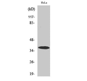 Western blot - Annexin I Polyclonal Antibody from Signalway Antibody (40590) - Antibodies.com
