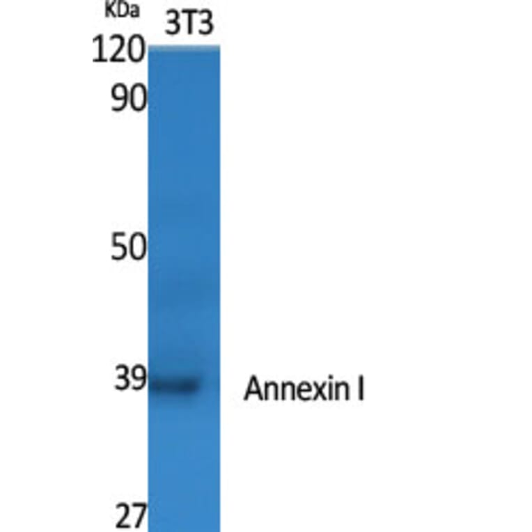 Western blot - Annexin I Polyclonal Antibody from Signalway Antibody (40590) - Antibodies.com