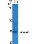 Western blot - Annexin I Polyclonal Antibody from Signalway Antibody (40590) - Antibodies.com