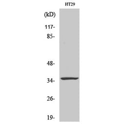 Western blot - Caspase-7 Polyclonal Antibody from Signalway Antibody (40673) - Antibodies.com