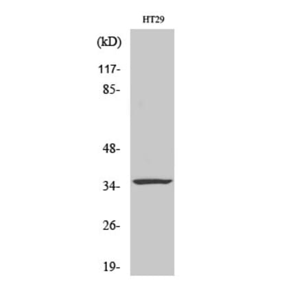 Western blot - Caspase-7 Polyclonal Antibody from Signalway Antibody (40673) - Antibodies.com