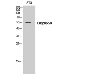 Western blot - Caspase-8 Polyclonal Antibody from Signalway Antibody (40674) - Antibodies.com