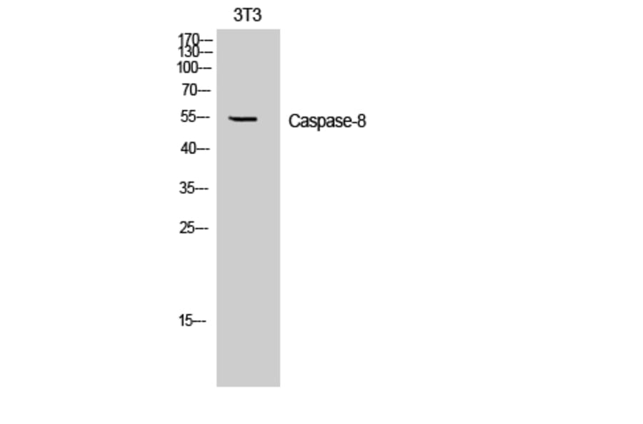 Western blot - Caspase-8 Polyclonal Antibody from Signalway Antibody (40674) - Antibodies.com