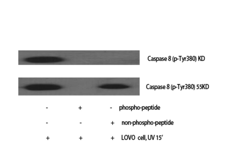 Western blot - Caspase-8 Polyclonal Antibody from Signalway Antibody (40674) - Antibodies.com