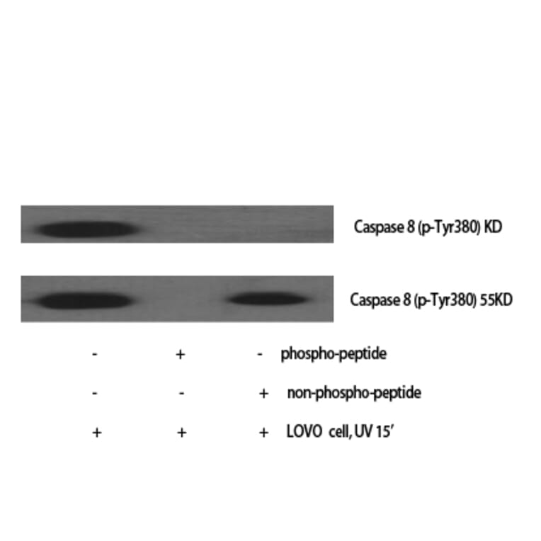 Western blot - Caspase-8 Polyclonal Antibody from Signalway Antibody (40674) - Antibodies.com