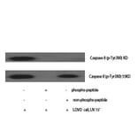 Western blot - Caspase-8 Polyclonal Antibody from Signalway Antibody (40674) - Antibodies.com