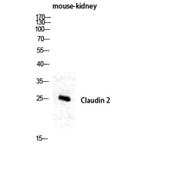 Western blot - Claudin-2 Polyclonal Antibody from Signalway Antibody (40749) - Antibodies.com