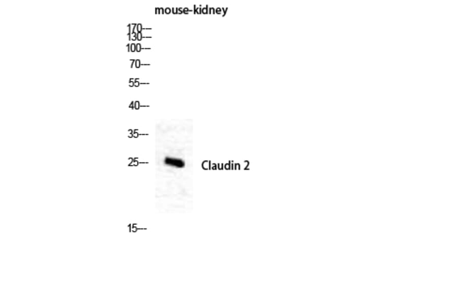 Western blot - Claudin-2 Polyclonal Antibody from Signalway Antibody (40749) - Antibodies.com