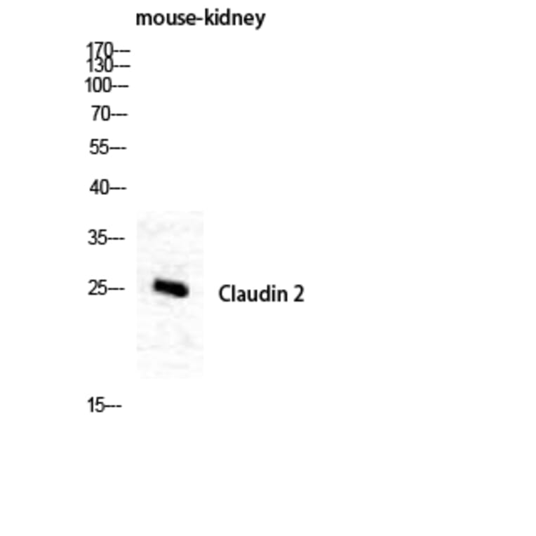 Western blot - Claudin-2 Polyclonal Antibody from Signalway Antibody (40749) - Antibodies.com