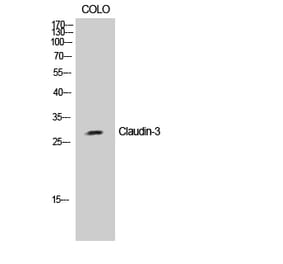 Western blot - Claudin-3 Polyclonal Antibody from Signalway Antibody (40750) - Antibodies.com