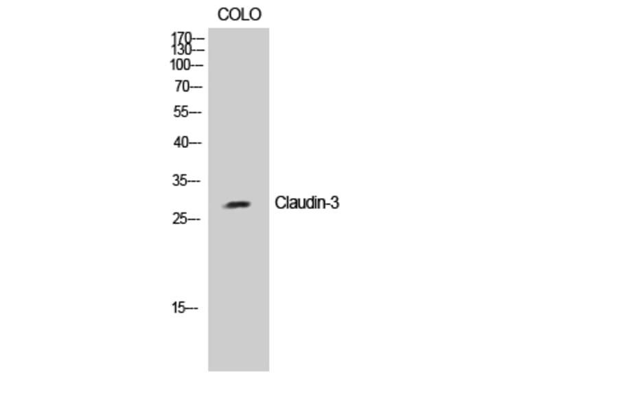Western blot - Claudin-3 Polyclonal Antibody from Signalway Antibody (40750) - Antibodies.com