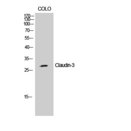 Western blot - Claudin-3 Polyclonal Antibody from Signalway Antibody (40750) - Antibodies.com