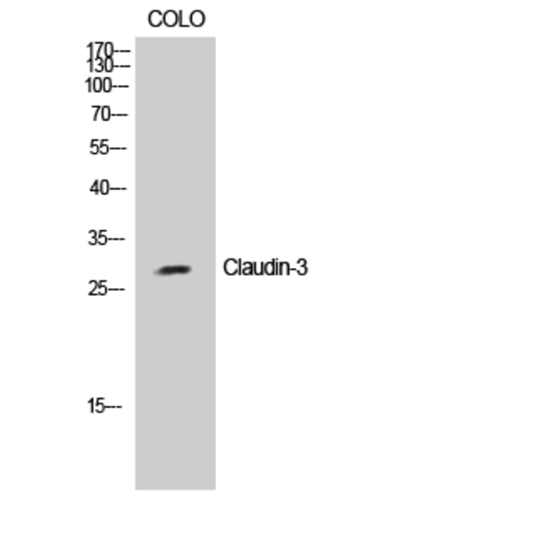 Western blot - Claudin-3 Polyclonal Antibody from Signalway Antibody (40750) - Antibodies.com