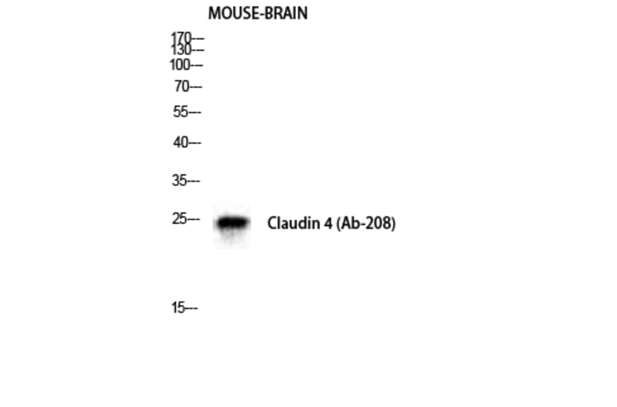 Western blot - Claudin-4 Polyclonal Antibody from Signalway Antibody (40752) - Antibodies.com