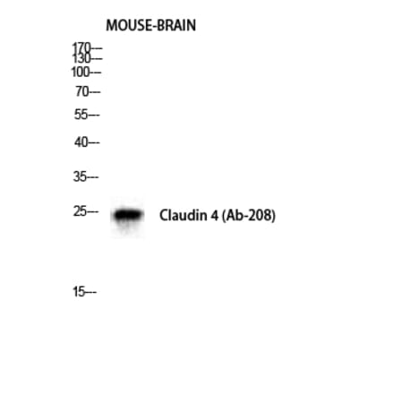 Western blot - Claudin-4 Polyclonal Antibody from Signalway Antibody (40752) - Antibodies.com