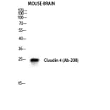 Western blot - Claudin-4 Polyclonal Antibody from Signalway Antibody (40752) - Antibodies.com