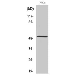 Western blot - Cyclin A1 Polyclonal Antibody from Signalway Antibody (40801) - Antibodies.com