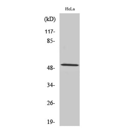 Western blot - Cyclin A1 Polyclonal Antibody from Signalway Antibody (40801) - Antibodies.com